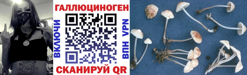 купить  цена  Карачев  кракен маркетплейс  Галлюциногенные грибы Psilocybine cubensis 